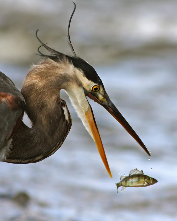 Heron Photograph - The flying fish by Mircea Costina Photography