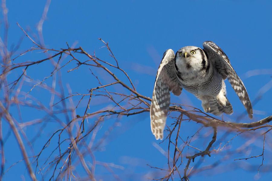 The flying Northern Hawk Owl Photograph by Torbjorn Swenelius