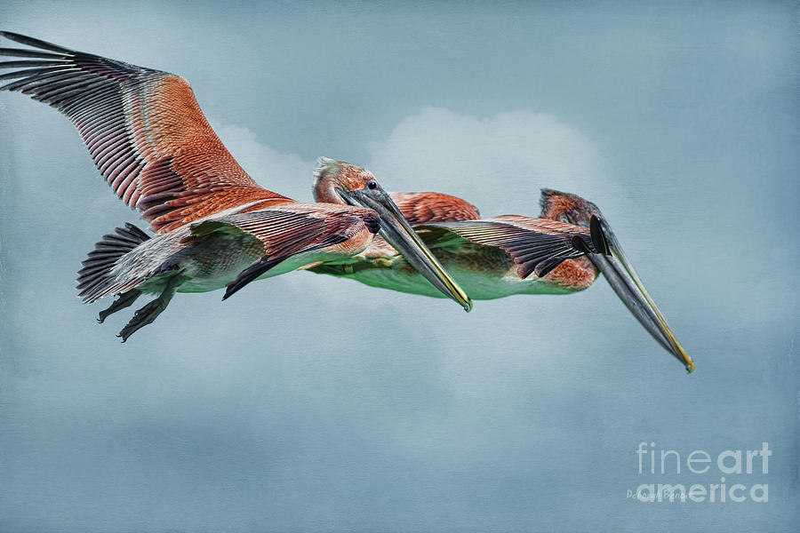 Wildlife Photograph - The Flying Pair by Deborah Benoit