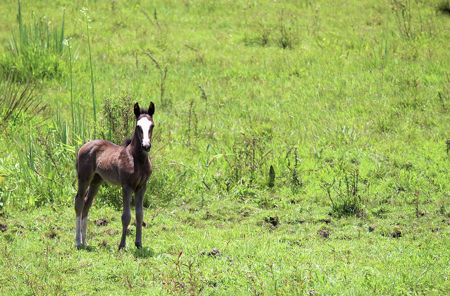 The Foal Was Born This Spring Photograph by Lelia Valduga