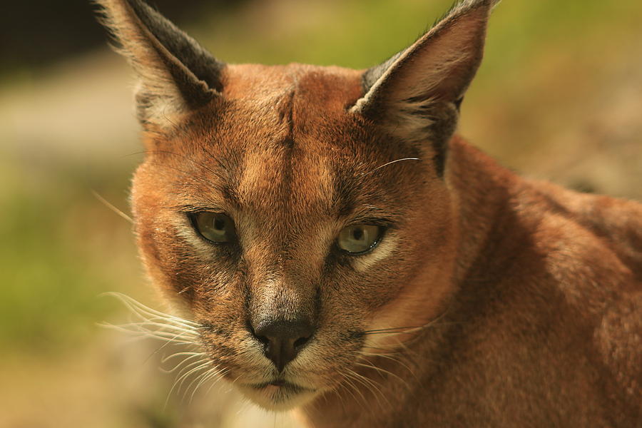The Focus of a Caracal Photograph by Laddie Halupa