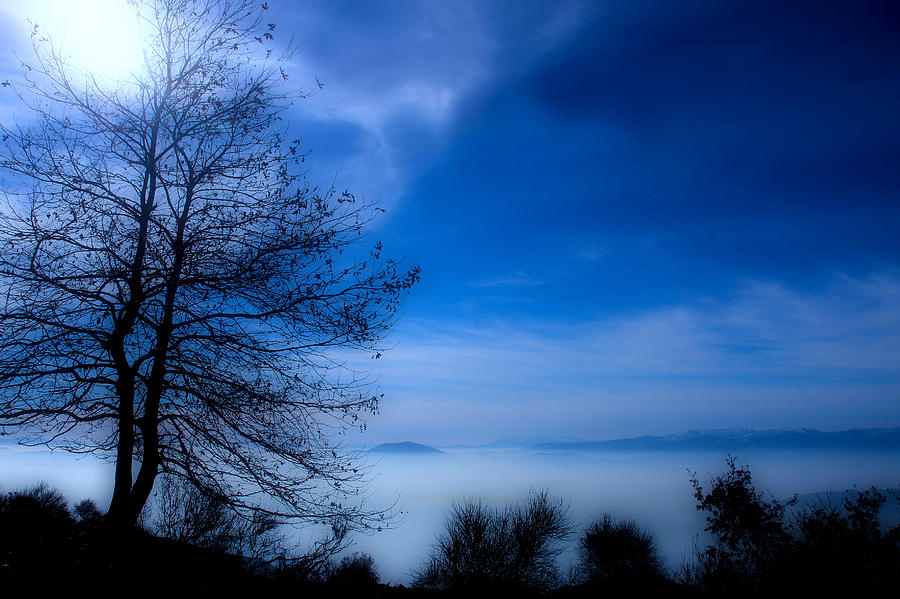 Tree Photograph - The fog by George Leontaras