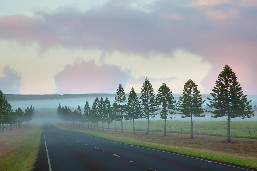 The Foggy Tree-lined Manele Road Photograph by Jenna Szerlag