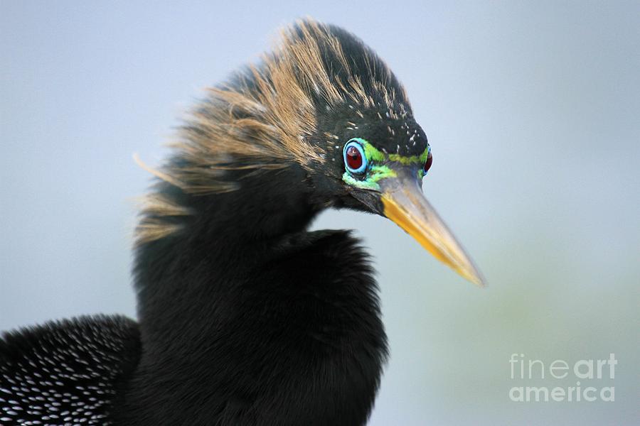 Everglades National Park Photograph - The Fonz by Adam Jewell