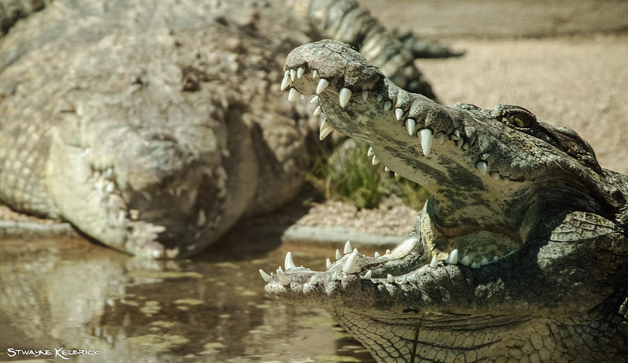 Crocodile Photograph - The Fool Crocodile by Stwayne Keubrick Crocodile Photograph - The Fool Crocodile by Stwayne Keubrick