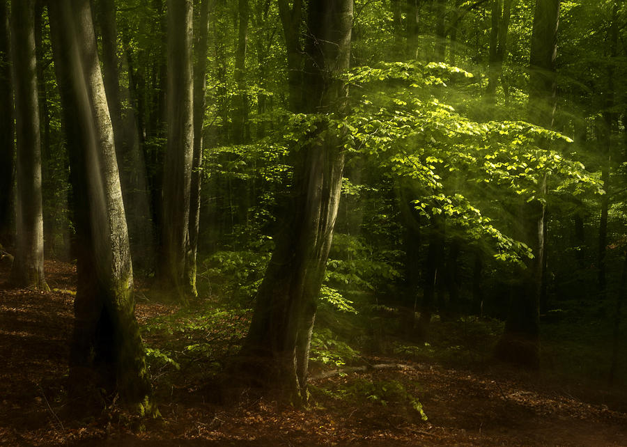 Spring Photograph - The forest beyond reality by Peter Samuelsson
