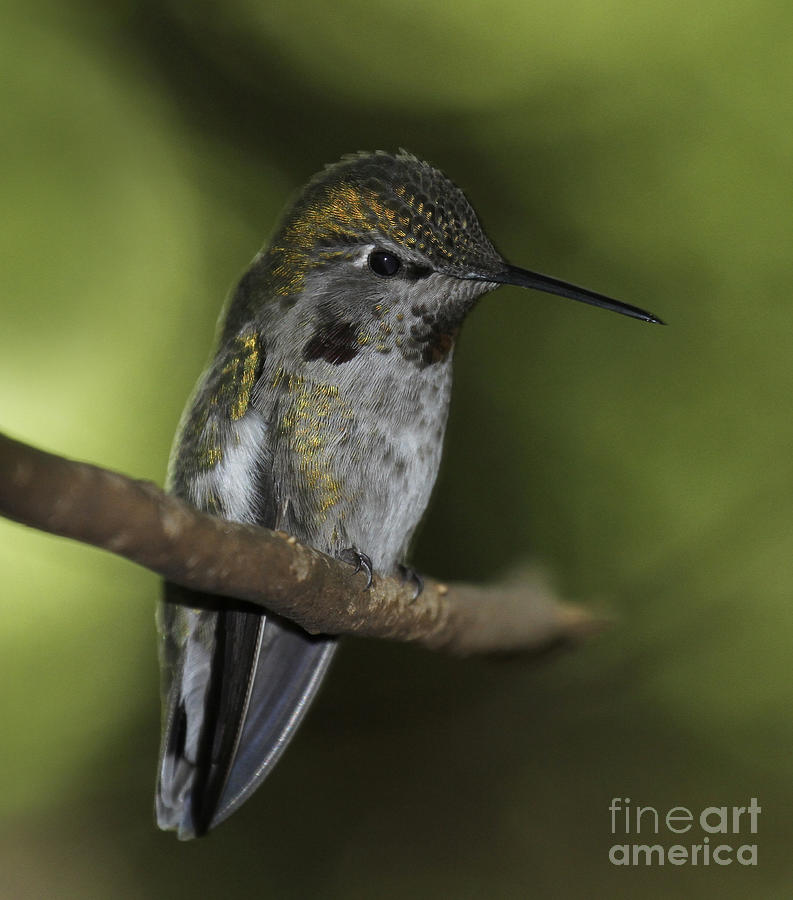 Hummingbird Photograph - The Forest Faerie by The Soulosphere