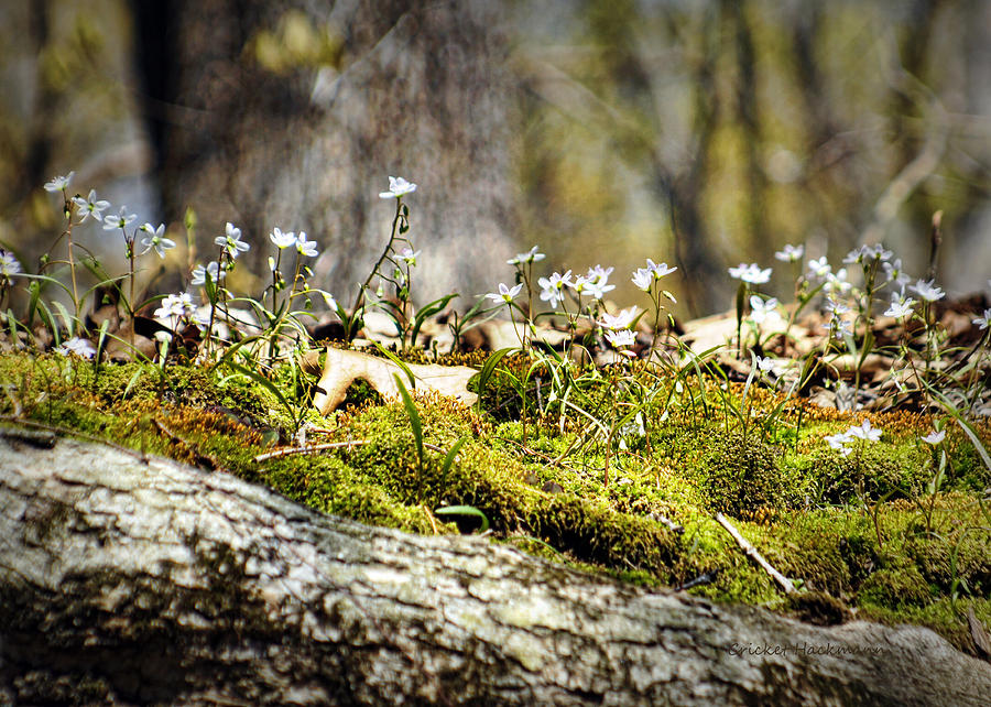 The Forest Floor Photograph by Cricket Hackmann