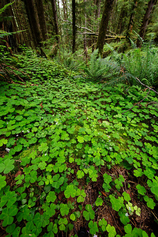 Tree Photograph - The Forest Floor by Rick Berk