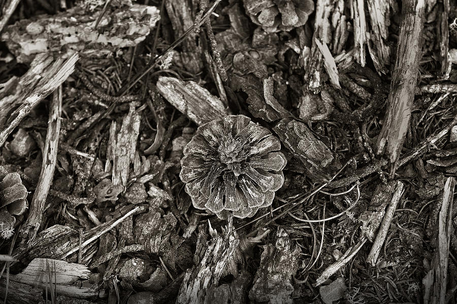 The forest floor Photograph by Steve Gravano