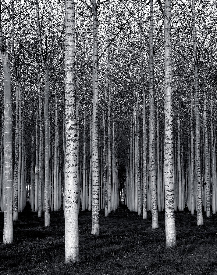 Abstract Photograph - The Forest For The Trees by David Scarbrough