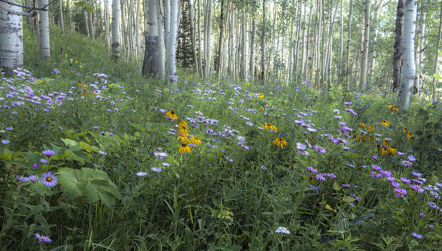 The Forest in Bloom Photograph by Tim Reaves