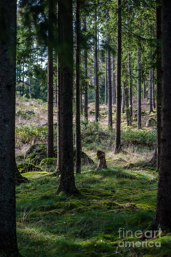 The forest Photograph by Jorgen Norgaard