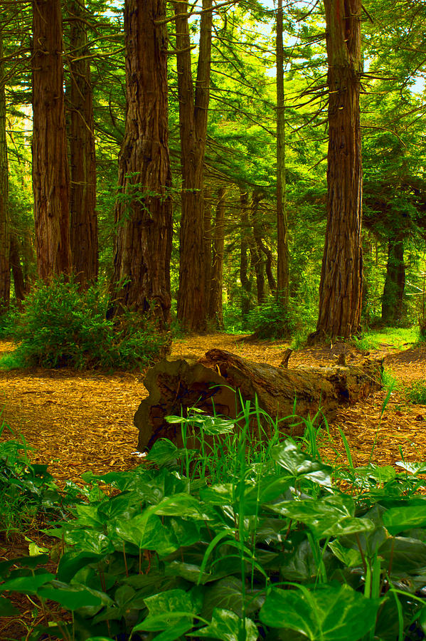 Nature Photograph - The Forest of Golden Gate Park by Bryant Coffey