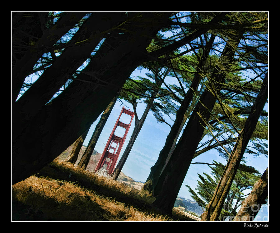 The Forest Of The Golden Gate Photograph by Blake Richards