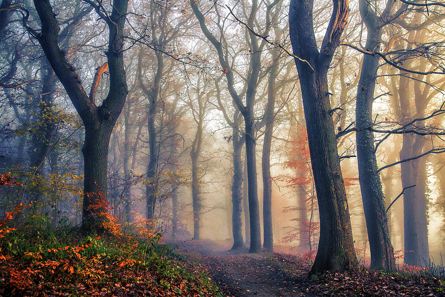 The Forest Path. Photograph by Leif L??ndal