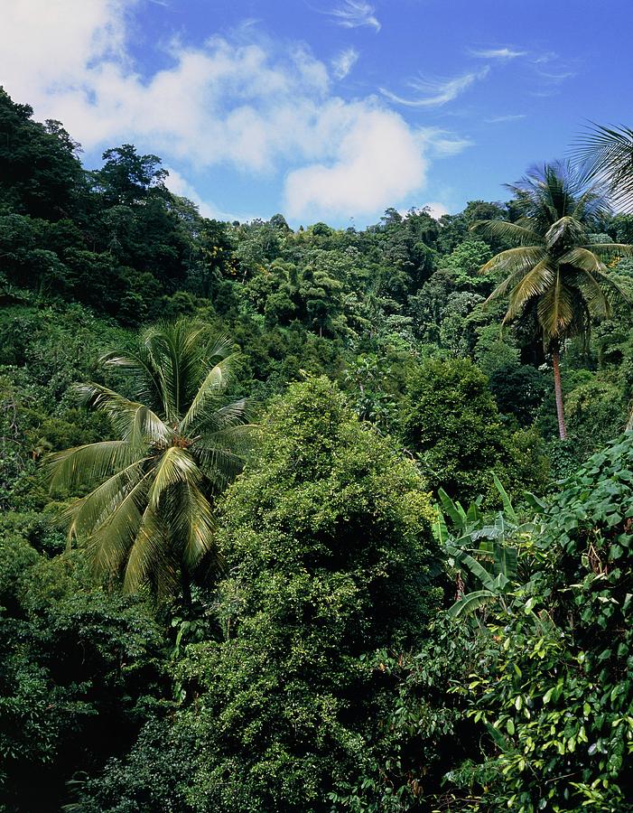 The Forests Of Grenada Photograph by David Parker/science Photo Library