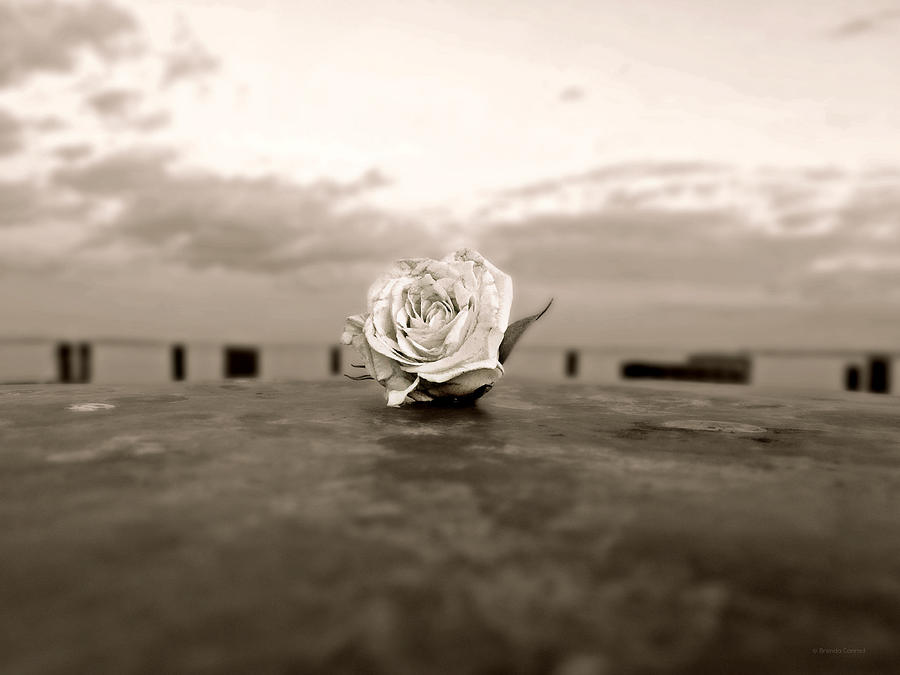 Rose Photograph - The Forgotten Rose by Dark Whimsy