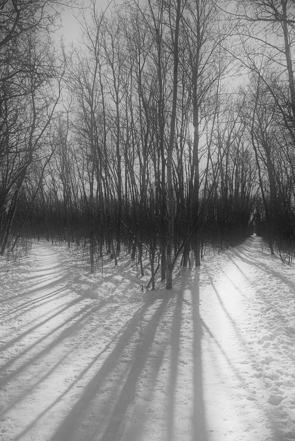 The Fork - Winter - Assiniboine Forest Photograph by Desmond Raymond