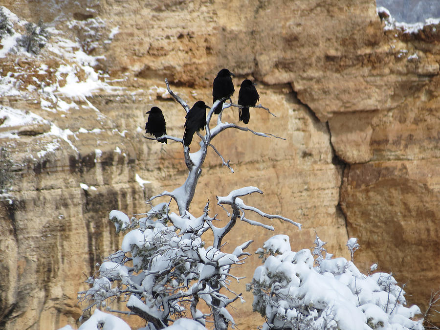 The Four Crows Photograph by Laurel Powell