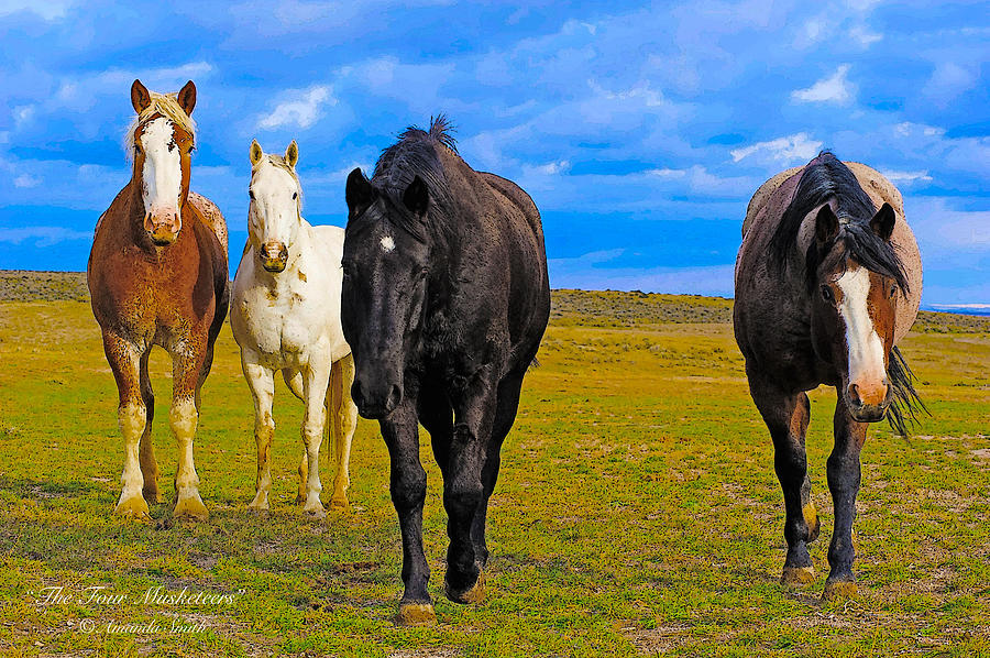 The Four Musketeers Photograph by Amanda Smith