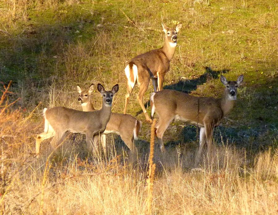 Deer Photograph - The Foursome by Will Borden