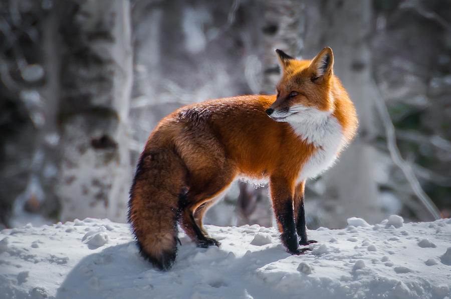The Fox 1 Photograph by Thomas Lavoie