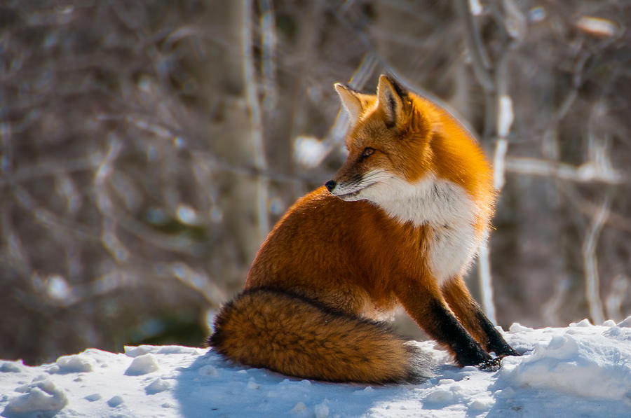 The Fox 2 Photograph by Thomas Lavoie
