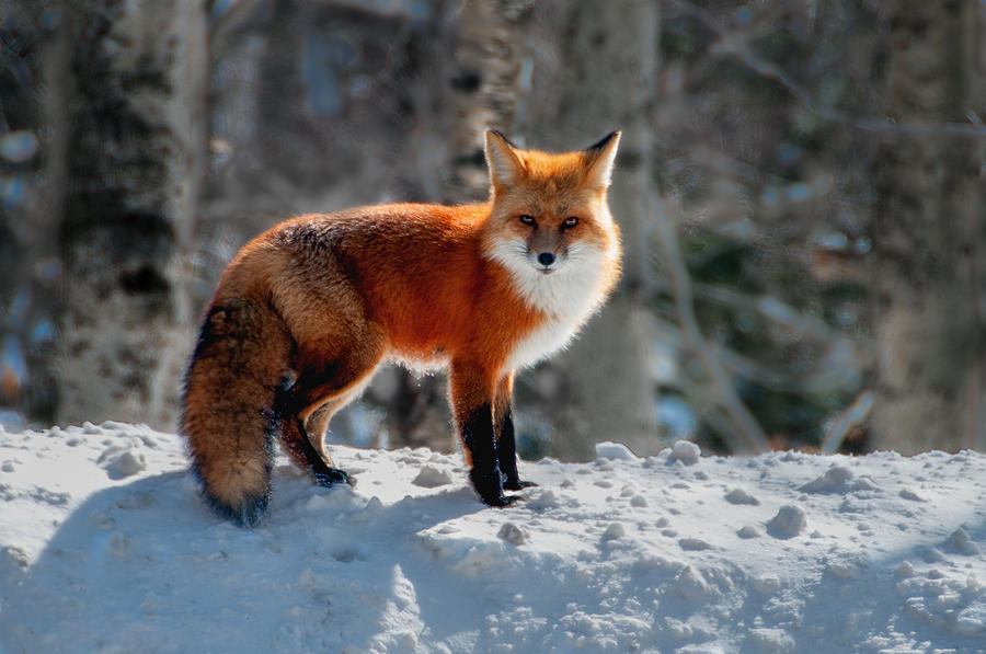 The Fox 3 Photograph by Thomas Lavoie