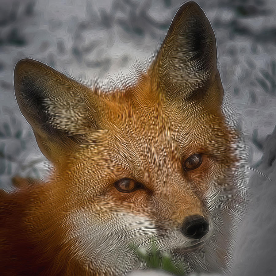 The Fox 4 Digital Art Digital Art by Ernest Echols