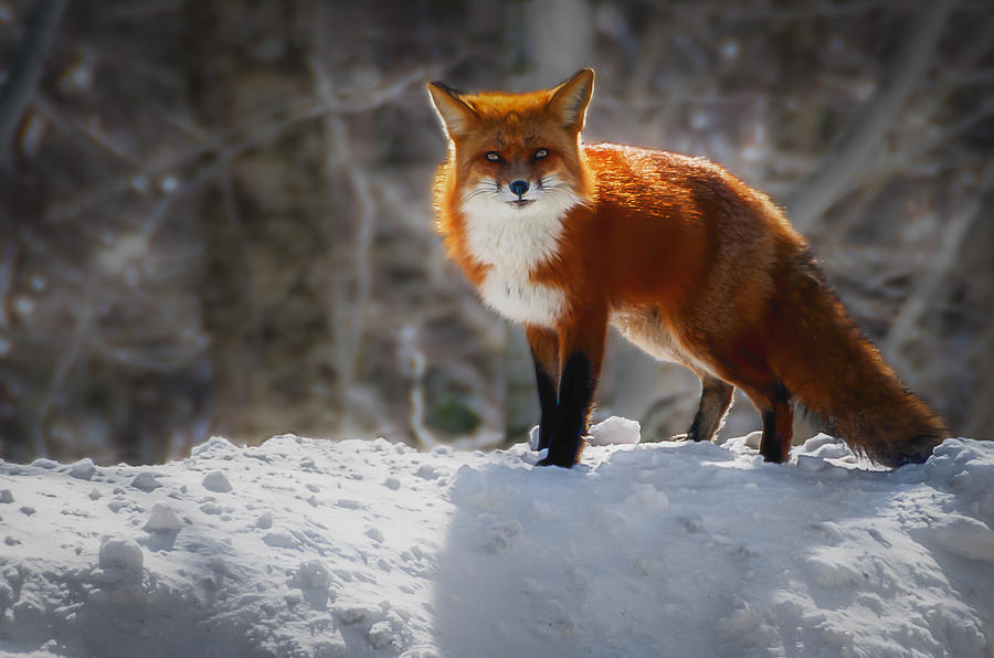The Fox 4 Photograph by Thomas Lavoie