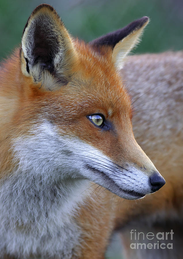 The Fox Photograph by Martyn Arnold