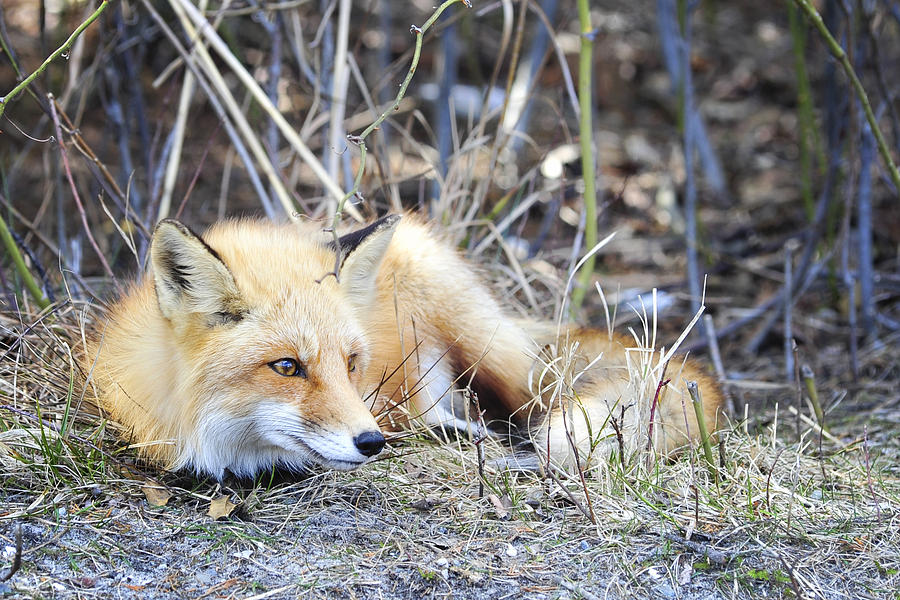 The Fox Photograph by Terry DeLuco
