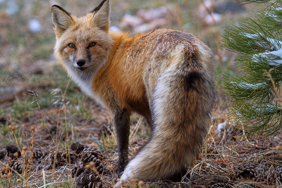 Fox Photograph - The Foxtail Coat by Jim Garrison