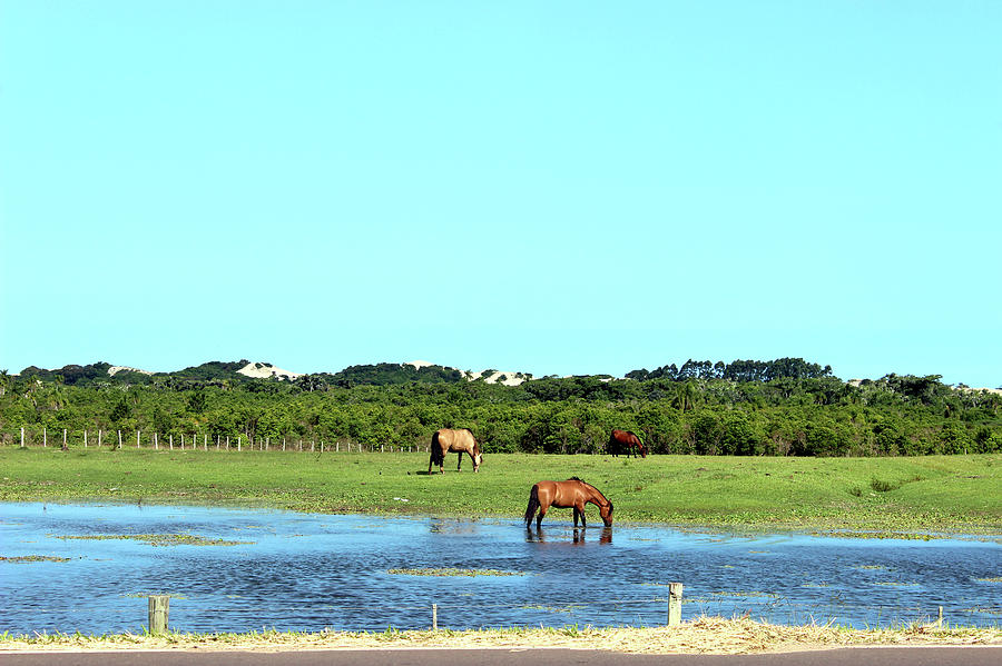 The Freshly Baked Pasture Water - Rio Photograph by Lelia Valduga
