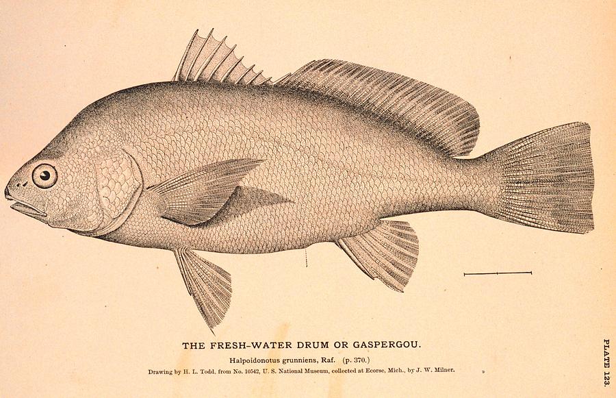 The Freshwater Drum or Gaspergou Drawing by Brian Long - Fine Art America