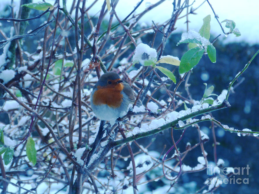 The Friendly Robin Photograph by Phil Banks