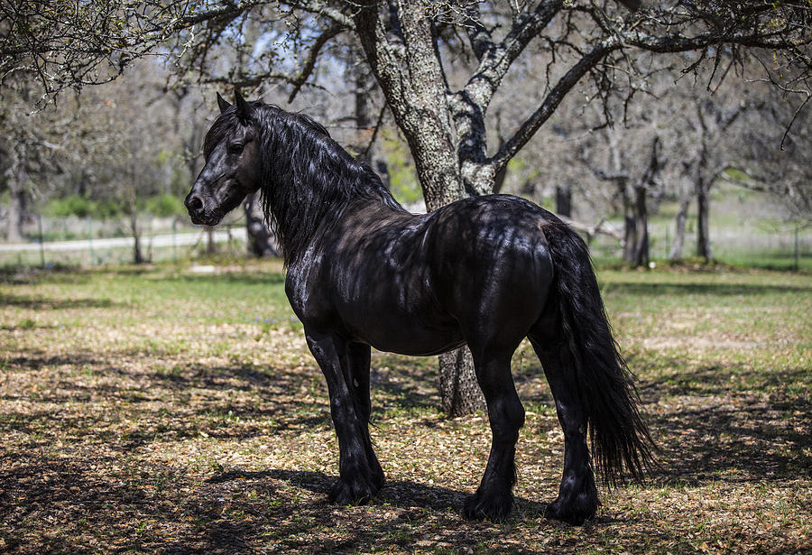 Horse Photograph - The Friesian Stallion Eros by Amber Kresge