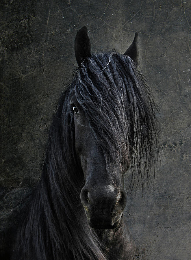 Animal Photograph - The Frisian by Joachim G Pinkawa