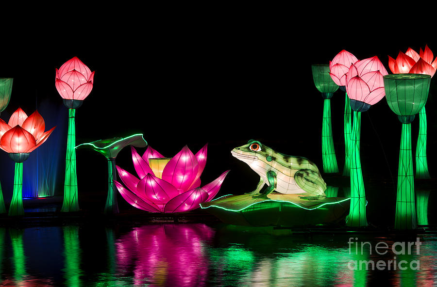 The Frog and Lotus Photograph by Tim Gainey