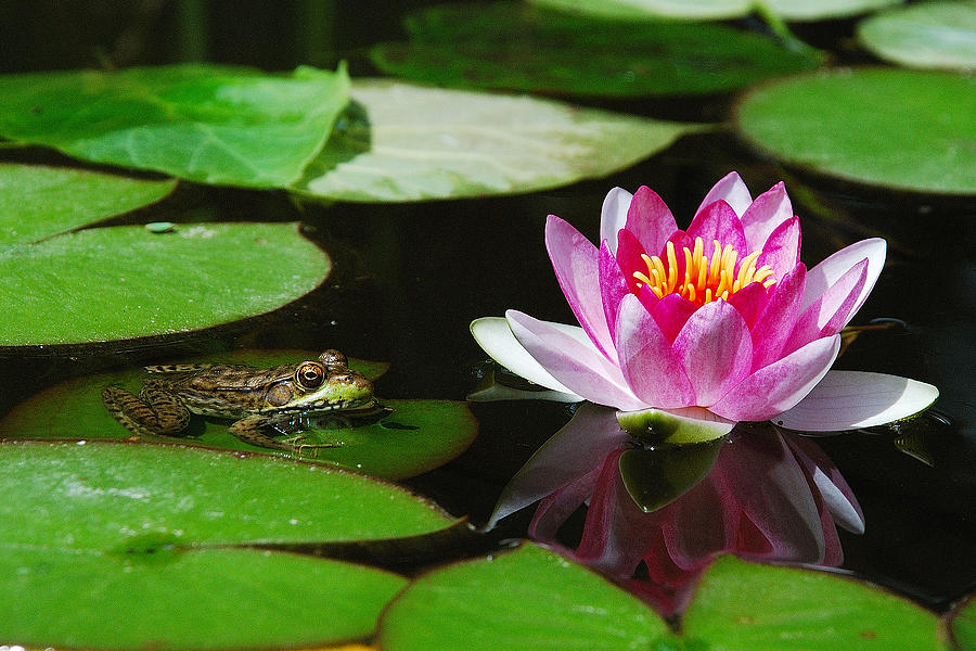 The Frog and the Lily Photograph by Janice Adomeit