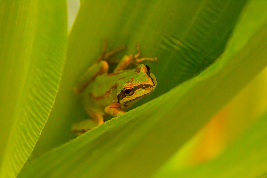 The Frog Photograph by Dennis Bucklin