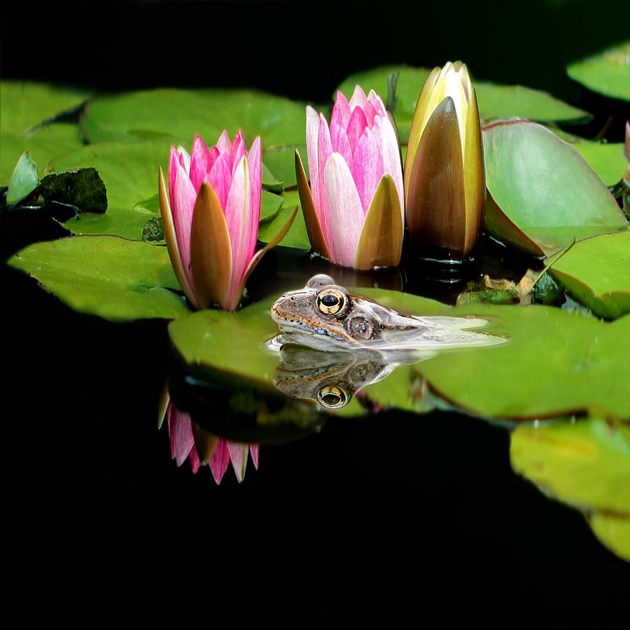 Animal Photograph - The Frog by Heike Hultsch