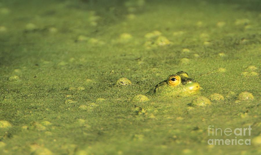The Frog in Green Algae Photograph by John Harmon