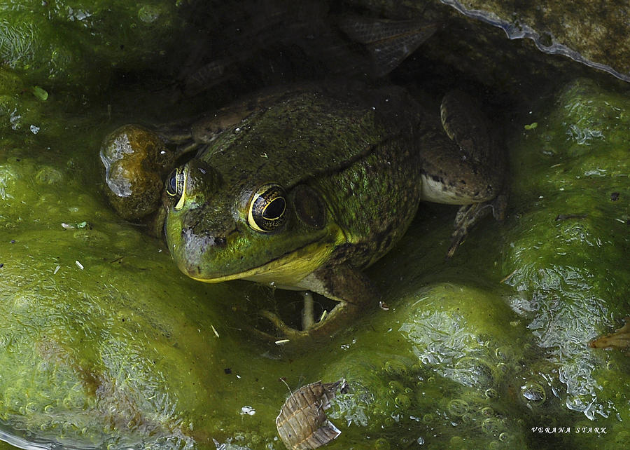 The Frog Photograph by Verana Stark