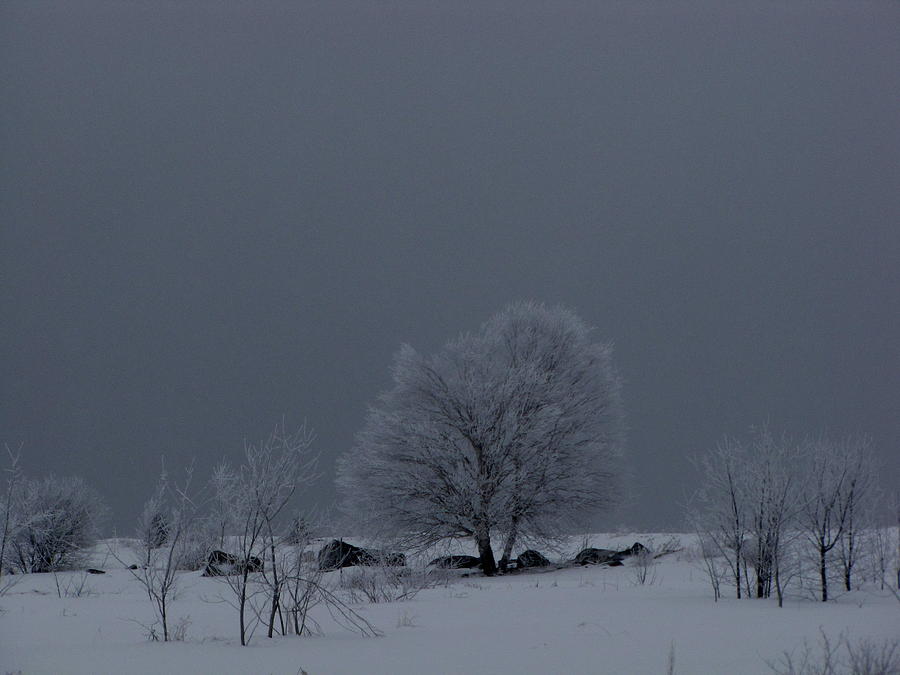 Winter Photograph - The Frosted Field by Francois Fournier