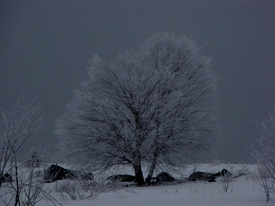 Winter Photograph - The Frosted Tree Quebec Canada by Francois Fournier