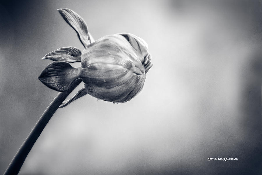 Flower Photograph - The frozen ball II by Stwayne Keubrick Flower Photograph - The frozen ball II by Stwayne Keubrick
