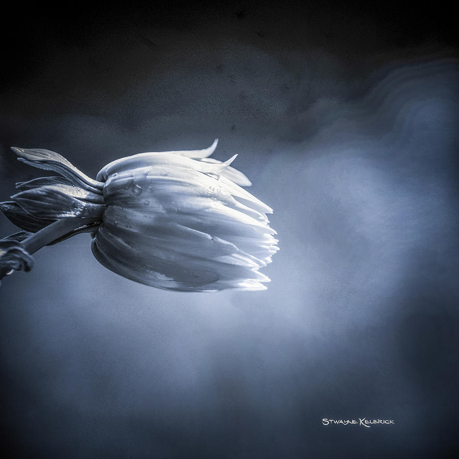 Coronavirus Photograph - The frozen ball by Stwayne Keubrick Coronavirus Photograph - The frozen ball by Stwayne Keubrick