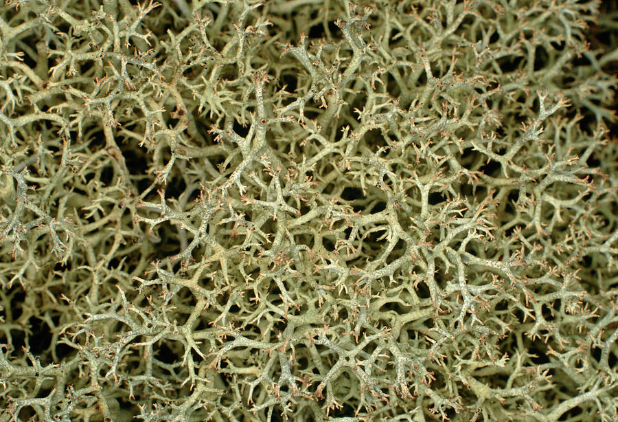 The Fruticose Lichen Cladonia Portentosa Photograph by Dr Jeremy ...